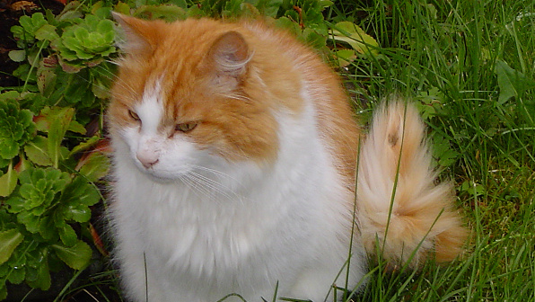 orange-and-white-norwegian-forest-cat